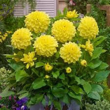 Image result for Dahlia hybrid.