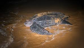 Image result for Dermochelys coriacea