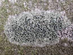 Attēlu rezultāti vaicājumam “Lecidella elaeochroma”