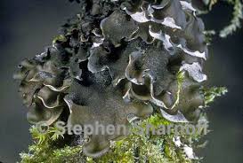 Attēlu rezultāti vaicājumam “Leptogium saturninum”