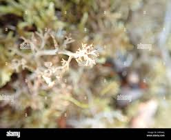 Attēlu rezultāti vaicājumam “Cladonia stygia”