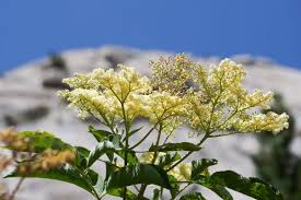 Attēlu rezultāti vaicājumam “Sambucus nigra flower”