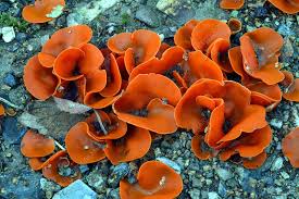 Attēlu rezultāti vaicājumam “Aleuria aurantia”