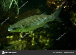 Image result for Chelon saliens