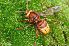 Attēlu rezultāti vaicājumam “Vespa crabro”