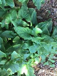 Attēlu rezultāti vaicājumam “Chenopodium bonus-henricus leaf”