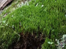 Attēlu rezultāti vaicājumam “Dicranum flagellare”