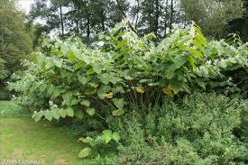 Attēlu rezultāti vaicājumam “Reynoutria sachalinensis”