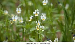 Attēlu rezultāti vaicājumam “Viola arvensis bud”