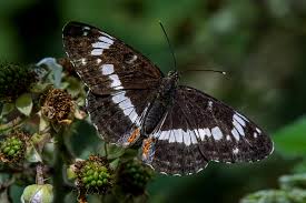 Attēlu rezultāti vaicājumam “Limenitis camilla”