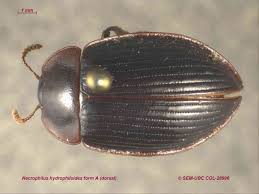 Attēlu rezultāti vaicājumam “Coleoptera”