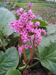 Attēlu rezultāti vaicājumam “Bergenia crassifolia flower”