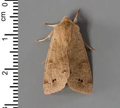 Attēlu rezultāti vaicājumam “Orthosia munda larva”