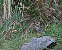 Image result for Anthus gustavi