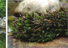 Attēlu rezultāti vaicājumam “Cinclidotus danubicus cells”