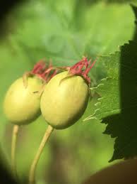 Attēlu rezultāti vaicājumam “Crataegus x macrocarpa fruit”