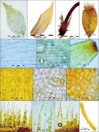 Attēlu rezultāti vaicājumam “Serpoleskea confervoides”