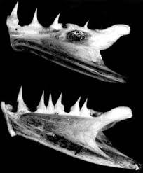 Image result for Paralichthys albigutta