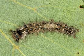 Attēlu rezultāti vaicājumam “Lymantria monacha pupa”