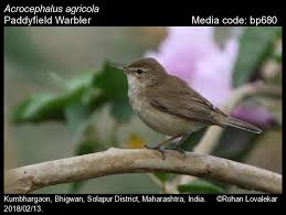 Image result for Acrocephalus agricola