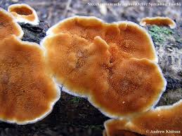 Attēlu rezultāti vaicājumam “Steccherinum ochraceum”