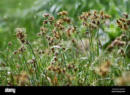Attēlu rezultāti vaicājumam “Luzula campestris flower”