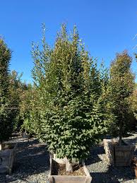 Attēlu rezultāti vaicājumam “Carpinus betulus”