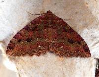 Attēlu rezultāti vaicājumam “Triphosa dubitata”