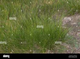 Attēlu rezultāti vaicājumam “Nardus stricta fruit”
