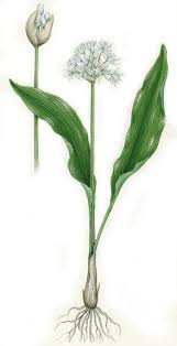 Attēlu rezultāti vaicājumam “Allium ursinum leaf”
