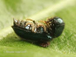 Attēlu rezultāti vaicājumam “Korynetes caeruleus”