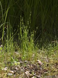 Attēlu rezultāti vaicājumam “Juncus bufonius fruit”