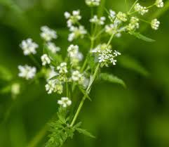 Attēlu rezultāti vaicājumam “Anthriscus sylvestris flower”