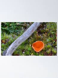 Attēlu rezultāti vaicājumam “Lachnellula willkommii”