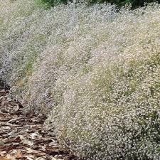 Attēlu rezultāti vaicājumam “Gypsophila paniculata”