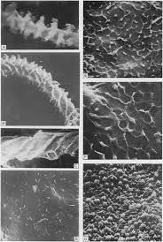 Attēlu rezultāti vaicājumam “Arcyria, Heterotrichia sp.”