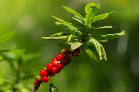 Attēlu rezultāti vaicājumam “Daphne mezereum leaf”