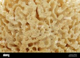 Attēlu rezultāti vaicājumam “Spongia”