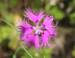 Image result for Dianthus superbus