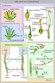 Attēlu rezultāti vaicājumam “Splachnum ampullaceum sporophyte”