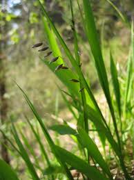 Attēlu rezultāti vaicājumam “Melica nutans flower”