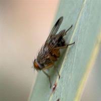 Attēlu rezultāti vaicājumam “Muscidae”