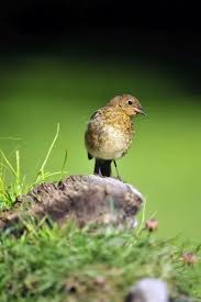Attēlu rezultāti vaicājumam “Erithacus rubecula juvenile”