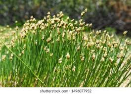 Attēlu rezultāti vaicājumam “Trichophorum cespitosum”