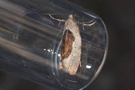 Attēlu rezultāti vaicājumam “Epinotia sordidana”