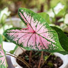 Attēlu rezultāti vaicājumam “leaf”