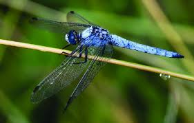 Attēlu rezultāti vaicājumam “Orthetrum brunneum”