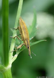 Attēlu rezultāti vaicājumam “Lixus iridis”