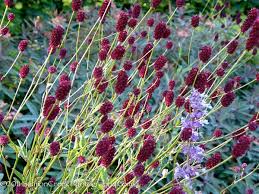 Image result for Sanguisorba officinalis