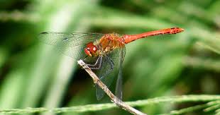 Attēlu rezultāti vaicājumam “Sympetrum sanguineum female”